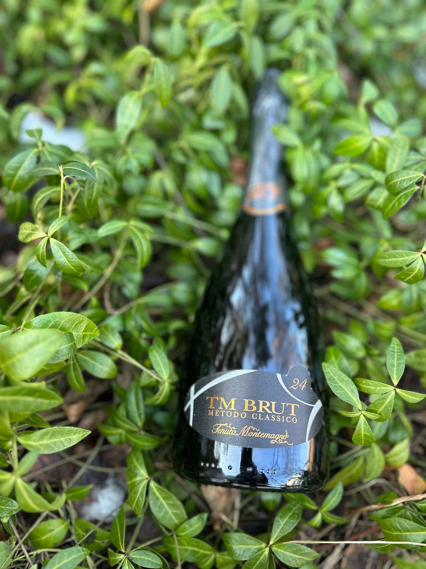 24 months TM Brut